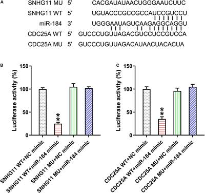 Assessing the Regulatory Functions of LncRNA SNHG11 in Gastric Cancer Cell Proliferation and Migration